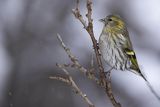 Czyż, czyżyk Carduelis spinus, samica