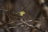 Czyż, czyżyk Carduelis spinus