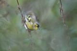 czyż, czyżyk Carduelis spinus