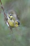 czyż, czyżyk Carduelis spinus