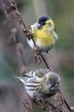 czyż, czyżyk Carduelis spinus