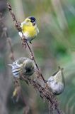 czyż, czyżyk Carduelis spinus