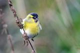 czyż, czyżyk Carduelis spinus