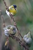 czyż, czyżyk Carduelis spinus