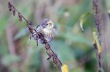 czyż, czyżyk Carduelis spinus