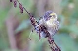 czyż, czyżyk Carduelis spinus