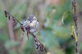 czyż, czyżyk Carduelis spinus