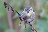 czyż, czyżyk Carduelis spinus