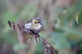 czyż, czyżyk Carduelis spinus