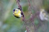 czyż, czyżyk Carduelis spinus