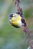 czyż, czyżyk Carduelis spinus