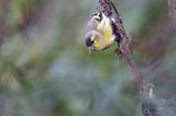 czyż, czyżyk Carduelis spinus