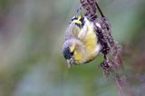 czyż, czyżyk Carduelis spinus