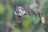 czyż, czyżyk Carduelis spinus