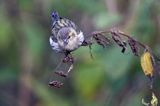 czyż, czyżyk Carduelis spinus