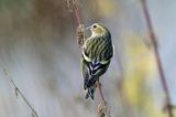 czyż, czyżyk Carduelis spinus