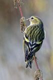 czyż, czyżyk Carduelis spinus