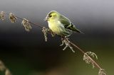 czyż, czyżyk Carduelis spinus