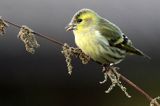 czyż, czyżyk Carduelis spinus