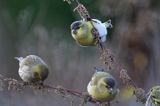 czyż, czyżyk Carduelis spinus