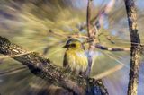 czyż, czyżyk Carduelis spinus, impresja