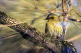 czyż, czyżyk Carduelis spinus, impresja