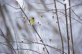 Czyż, czyżyk Carduelis spinus, samiec