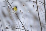 Czyż, czyżyk Carduelis spinus, samiec