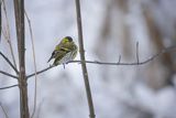 Czyż, czyżyk Carduelis spinus, samiec