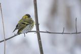 Czyż, czyżyk Carduelis spinus, samiec