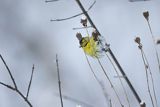 Czyż, czyżyk Carduelis spinus, samiec