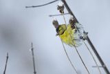 Czyż, czyżyk Carduelis spinus, samiec