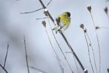 Czyż, czyżyk Carduelis spinus, samiec