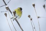 Czyż, czyżyk Carduelis spinus, samiec