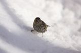 czyż, czyżyk Carduelis spinus