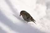 czyż, czyżyk Carduelis spinus
