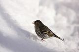czyż, czyżyk Carduelis spinus