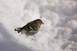 czyż, czyżyk Carduelis spinus
