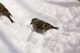 czyż, czyżyk Carduelis spinus
