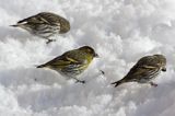czyż, czyżyk Carduelis spinus