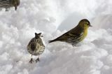 czyż, czyżyk Carduelis spinus
