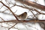czyż, czyżyk Carduelis spinus