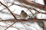 czyż, czyżyk Carduelis spinus