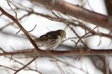 czyż, czyżyk Carduelis spinus
