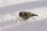 czyż, czyżyk Carduelis spinus