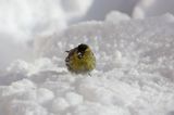 czyż, czyżyk Carduelis spinus