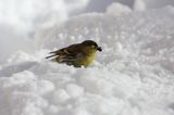 czyż, czyżyk Carduelis spinus
