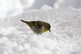 czyż, czyżyk Carduelis spinus
