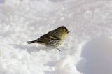 czyż, czyżyk Carduelis spinus