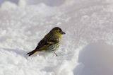 czyż, czyżyk Carduelis spinus